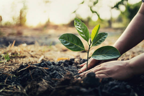 Tree planting 